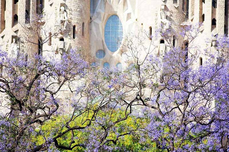 Dias floridos na primavera de Barcelona