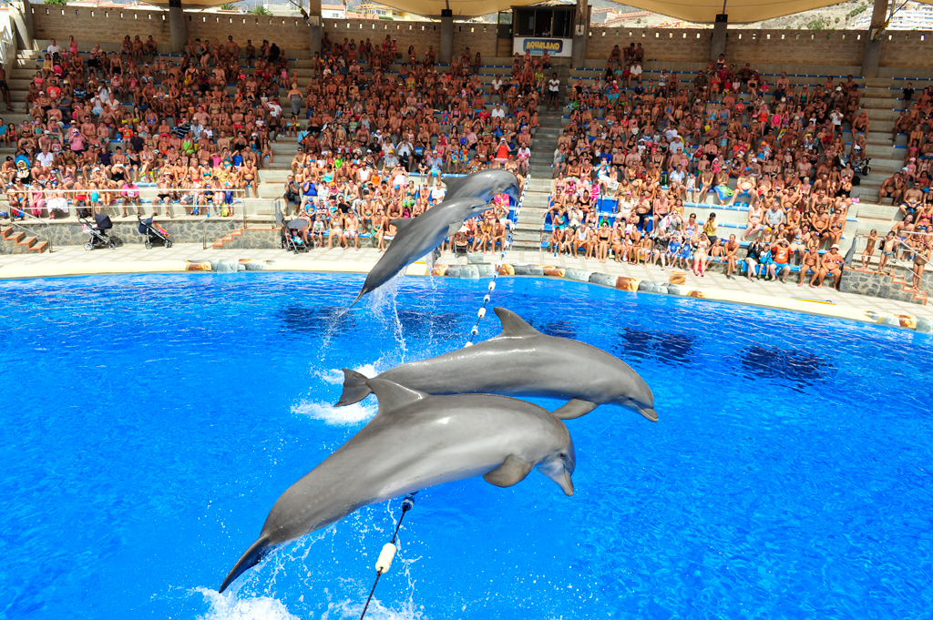 Show de golfinhos